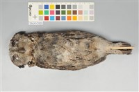 藏品(領角鴞)的圖片